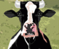 Desabafo da Vaca